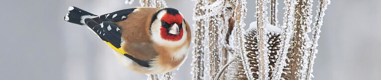 Putter of distelvink (Carduelis carduelis)