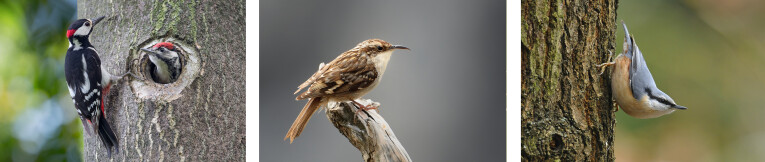 v.l.n.r. grote bonte specht (Dendrocopos major), boomkruiper (Certhia brachydactyla) en boomklever (Sitta europeae) 