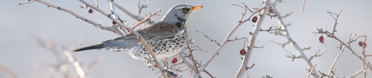 Kramsvogel (Turdus pilaris)