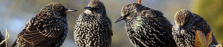 Groepje spreeuwen samen (Sturnus vulgaris)