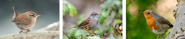 v.l.n.r. winterkoning (Troglodytes troglodytes), heggenmus (Prunella modularis) en roodborst (Erithacus rubecula)