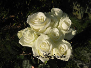 Witte rozen