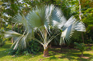 Trachycarpus fortunei