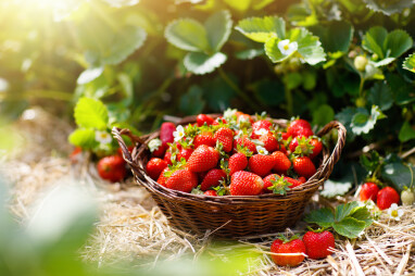 Soorten aardbeien