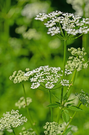 zevenblad bestrijden in de tuin