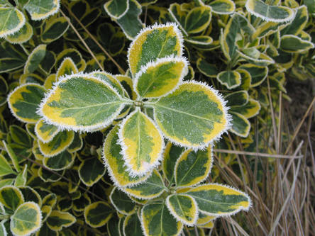 Euonymus