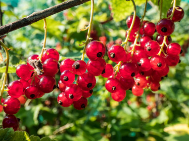 Rode en witte bessen (Ribes rubrum) zomersnoeien