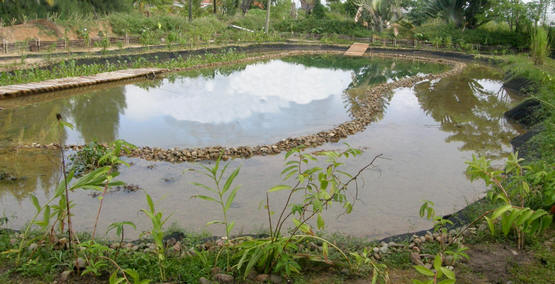 zwemvijver in de tuin aanleggen