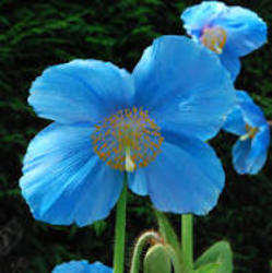 HIMALAYAN POPPY