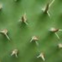 Bajocactus