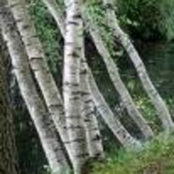 betula