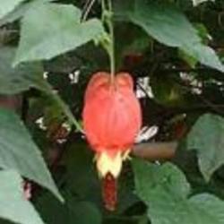 abutilon