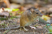 Muizen en ratten