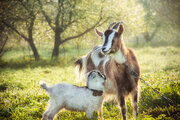 Schapen/geiten