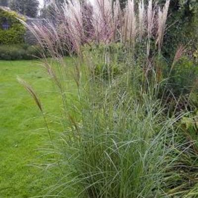 prachtriet - Miscanthus sinensis 'Kleine Silberspinne'