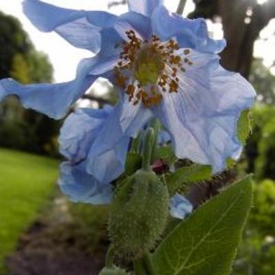 Schijnpapaver - Meconopsis betonicifolia