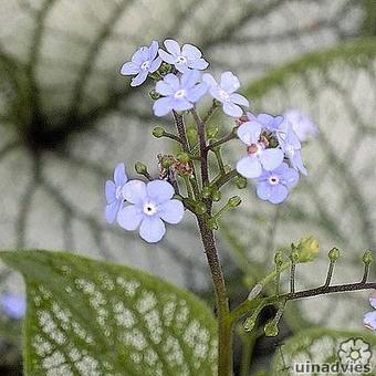 Brunnera macrophylla 'Silverlace'