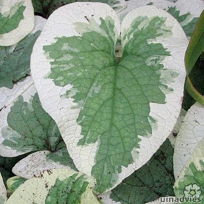 Kaukasische vergeet-mij-nietje - Brunnera macrophylla  'Variegata'