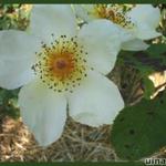 Rosa 'Golden Wings' - Roos