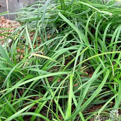 Slangebaard / Japans slangengras - Ophiopogon planiscapus