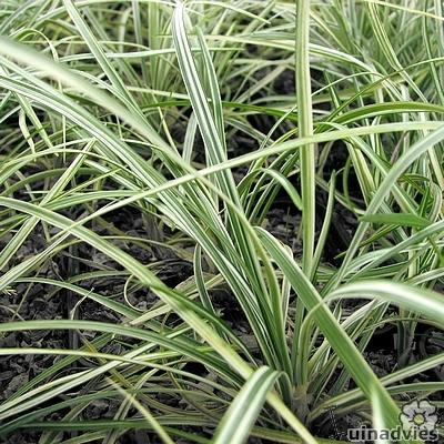 Slangebaard / Japans slangengras - Ophiopogon japonicus 'Silver Mist'