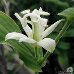 Tricyrtis hirta 'Alba' - Paddenlelie / Armeluisorchidee