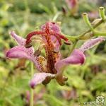 Tricyrtis hirta 'Gilt Edge' - Paddenlelie / armeluisorchidee