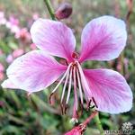 Gaura lindheimeri 'Pink Dwarf' - Prachtkaars