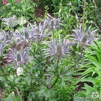 Eryngium alpinum 'Blue Star'