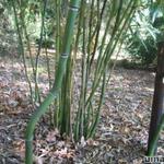 Phyllostachys aureosulcata - Reuzenbamboe