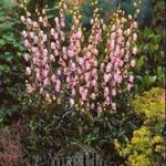 Aconitum 'Pink Sensation' - Monnikskap