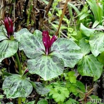 Trillium sessile