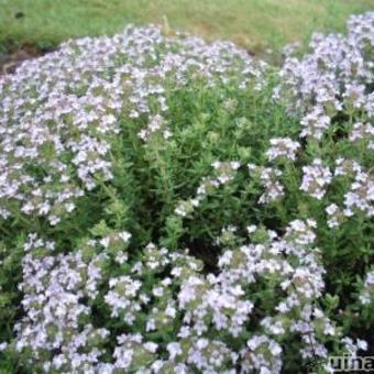 Thymus vulgaris 'Compactus'