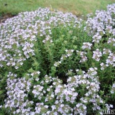 Tuintijm - Thymus vulgaris 'Compactus'