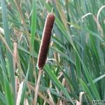 Typha latifolia - Rietsigaren of de grote lisdodde - Typha latifolia