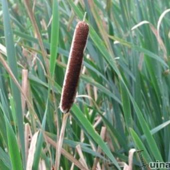 Typha latifolia