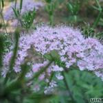 Chaerophyllum hirsutum - Ribzaad