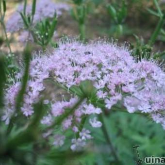 Chaerophyllum hirsutum