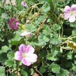 Erodium variabile - Reigersbek