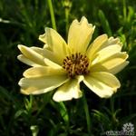 Coreopsis 'Creme Brûlée' - Meisjesogen