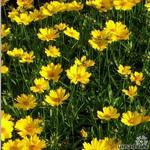 Coreopsis grandiflora 'Flying Saucers' - Meisjesogen