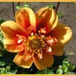 Dahlia 'Esther' - Dahlia