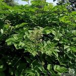 Aralia racemosa - Aralia racemosa