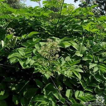 Aralia racemosa