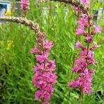 Lythrum salicaria 'Morden Pink' - Kattenstaart