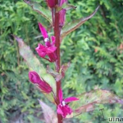 Lobelia - Lobelia x speciosa 'Tania'