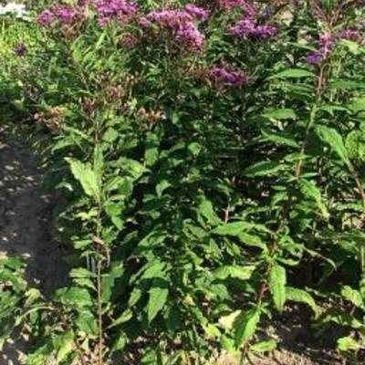 Vernonia - Vernonia gigantea