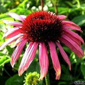 Echinacea purpurea 'Twilight'