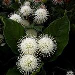 kogelbloem - Cephalanthus occidentalis