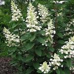 Hydrangea paniculata ‘Great Escape’ - Pluimhortensia